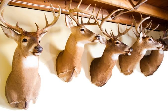 Five whitetail shoulder mounts in a row, each built on a cape cut behind the front legs
