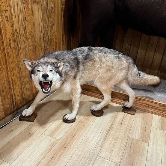 Full body wolf mount indoors, the kind of work that depends on how the hide was held before it reached the shop