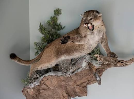 Mountain lion mount on a rock ledge, finished from a skull and cape that came in clean