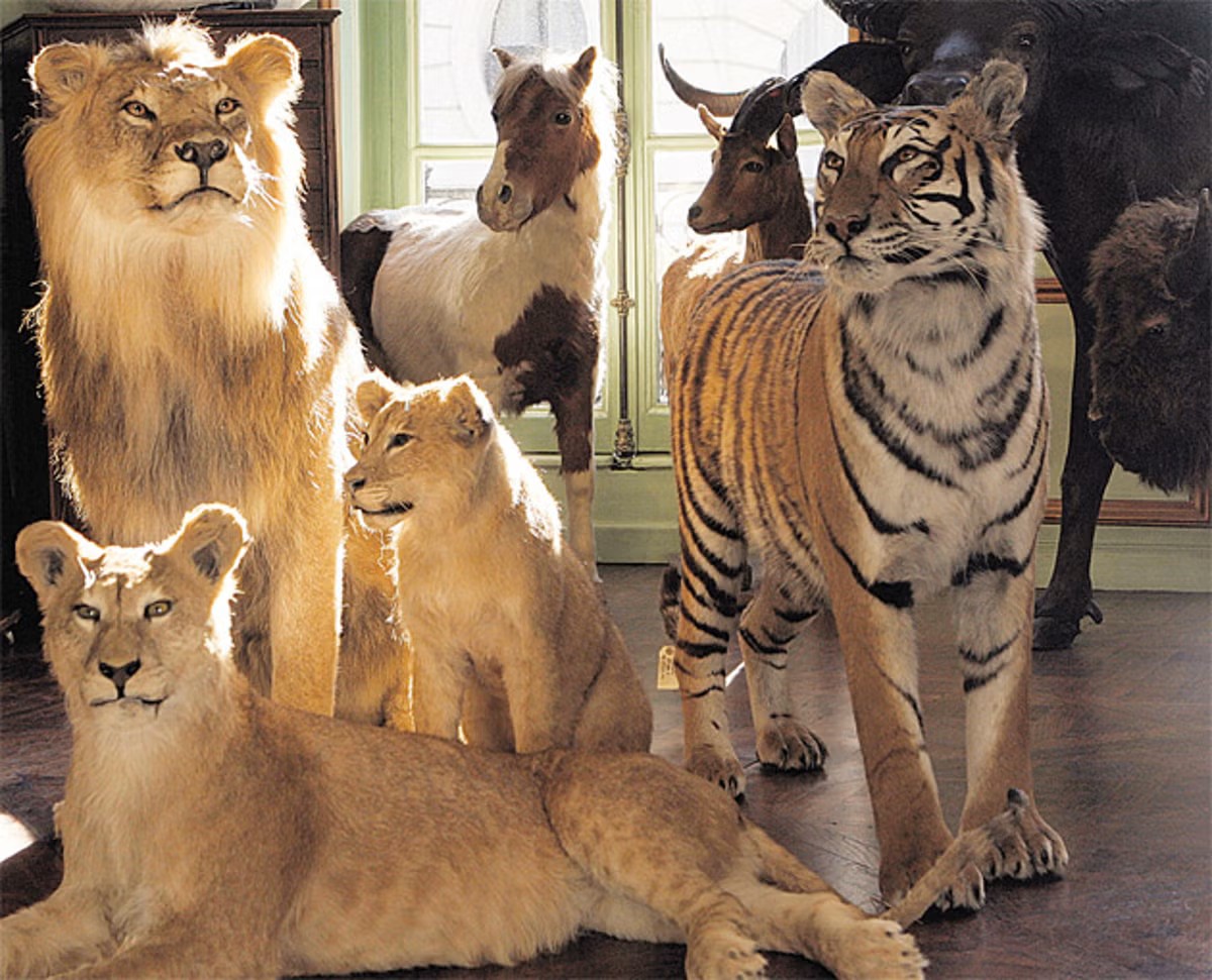 Gallery of horned game and big cat mounts, every hide carried through the same salt schedule